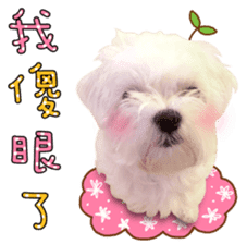 Little Maltese Birdy 2 sticker #14618231