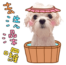 Little Maltese Birdy 2 sticker #14618232