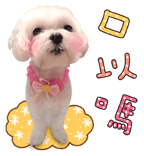 Little Maltese Birdy 2 sticker #14618233