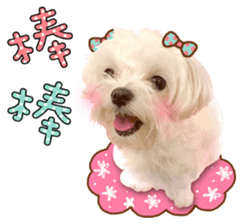 Little Maltese Birdy 2 sticker #14618235