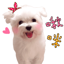 Little Maltese Birdy 2 sticker #14618236