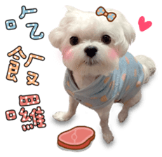 Little Maltese Birdy 2 sticker #14618237