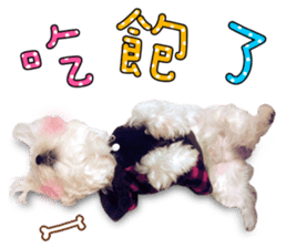 Little Maltese Birdy 2 sticker #14618238