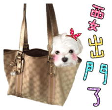 Little Maltese Birdy 2 sticker #14618239