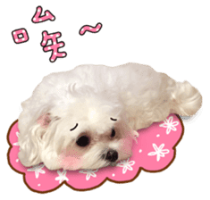 Little Maltese Birdy 2 sticker #14618241