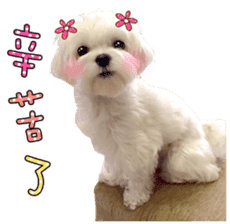 Little Maltese Birdy 2 sticker #14618242