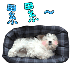 Little Maltese Birdy 2 sticker #14618243