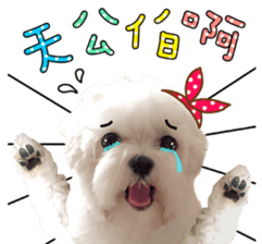 Little Maltese Birdy 2 sticker #14618244