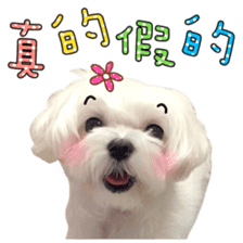 Little Maltese Birdy 2 sticker #14618245