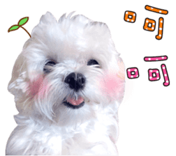 Little Maltese Birdy 2 sticker #14618246