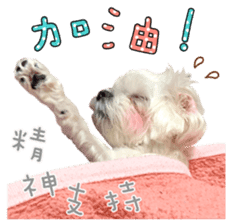 Little Maltese Birdy 2 sticker #14618247