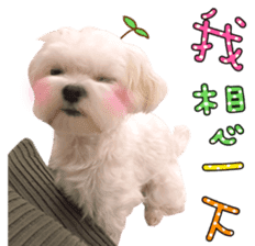 Little Maltese Birdy 2 sticker #14618248