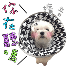 Little Maltese Birdy 2 sticker #14618249