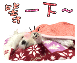 Little Maltese Birdy 2 sticker #14618250