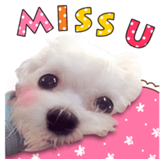 Little Maltese Birdy 2 sticker #14618251