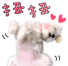 Little Maltese Birdy 2 sticker #14618252