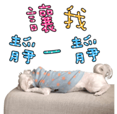 Little Maltese Birdy 2 sticker #14618253