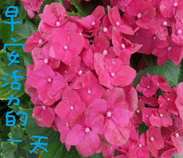 Qi Chi sticker #14620480