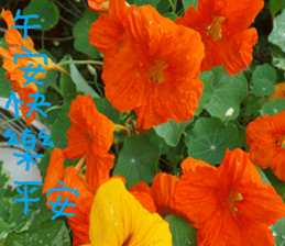 Qi Chi sticker #14620481