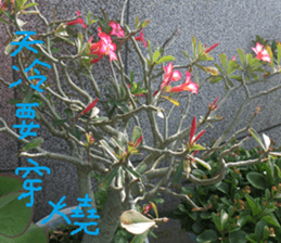 Qi Chi sticker #14620482