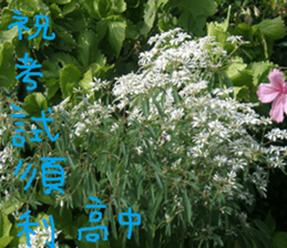 Qi Chi sticker #14620483