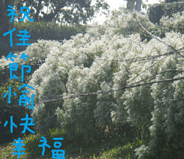 Qi Chi sticker #14620485