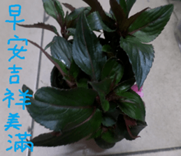 Lingling life sticker #14625558