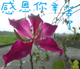 Lingling life sticker #14625560