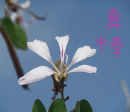 Lingling life sticker #14625561