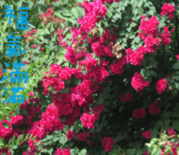 Lingling life sticker #14625564