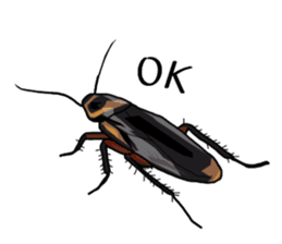 Amazing Cockroach (Eng) sticker #14625940