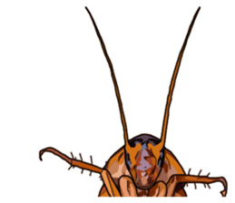 Amazing Cockroach (Eng) sticker #14625942