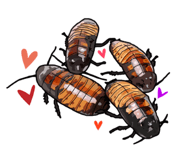 Amazing Cockroach (Eng) sticker #14625968