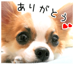 my dog hana 3 sticker #14627398