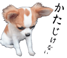 my dog hana 3 sticker #14627399