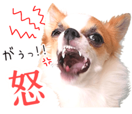 my dog hana 3 sticker #14627400