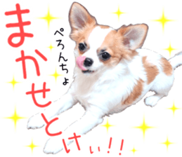 my dog hana 3 sticker #14627401