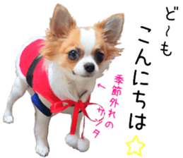 my dog hana 3 sticker #14627402