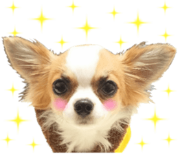 my dog hana 3 sticker #14627403