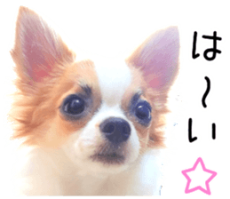 my dog hana 3 sticker #14627404