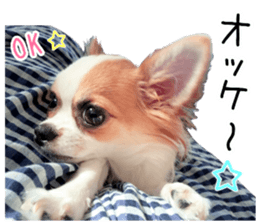 my dog hana 3 sticker #14627405