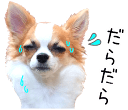 my dog hana 3 sticker #14627406