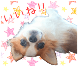 my dog hana 3 sticker #14627407