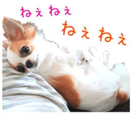 my dog hana 3 sticker #14627408