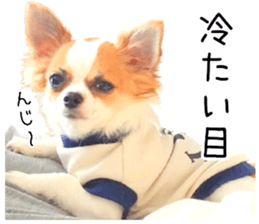 my dog hana 3 sticker #14627409