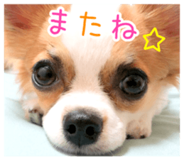 my dog hana 3 sticker #14627410