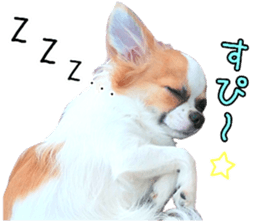 my dog hana 3 sticker #14627412