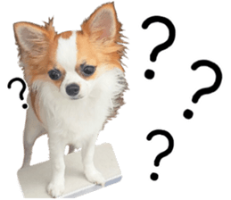 my dog hana 3 sticker #14627413