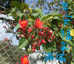 Pure life chapter sticker #14627446