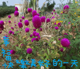 Pure life chapter sticker #14627447